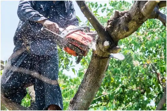 tree services Elizabethville